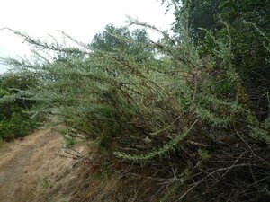 Artemisia californica Plant